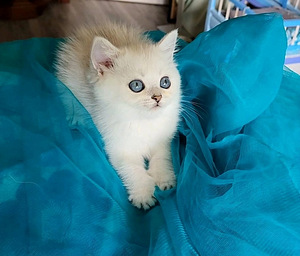 Британский котенок девочка. Серебрист Шиншилла BRI ns 11 (6 фото из 10)