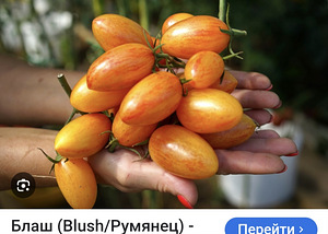 Рассада Томатов (2 фото из 4)