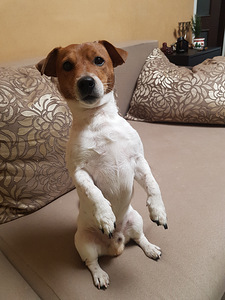 Jack russell otsib pruuti (2 foto / 4)