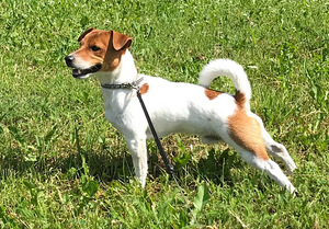 Jack russell otsib pruuti (4 foto / 4)
