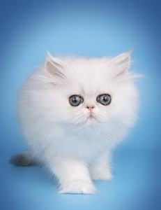 Персидский котенок (2 фото из 2)