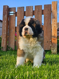 SaintBernard Puppy