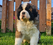 Щенок Сенбернара