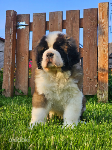 SaintBernard Puppy