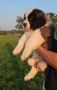 SaintBernard Puppy (5 foto no 6)