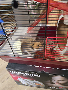 Süüria hamster (2 foto / 3)