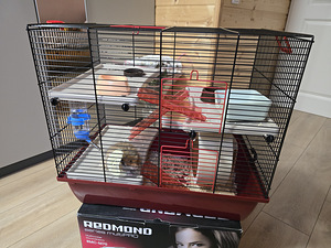 Süüria hamster (3 foto / 3)