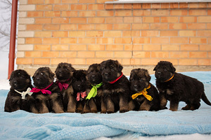 Щенки немецкой длинношерстной овчарки (1 фото из 9)
