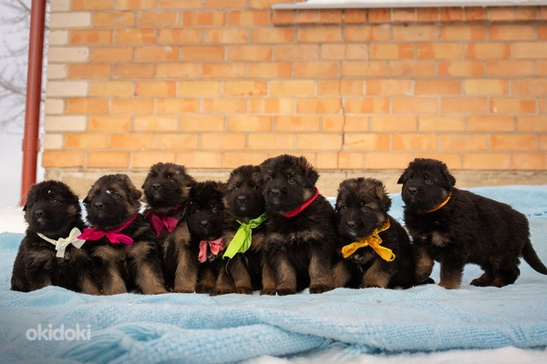 Щенки немецкой длинношерстной овчарки