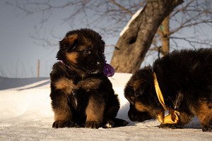 Щенки немецкой длинношерстной овчарки (3 фото из 9)