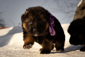 Щенки немецкой длинношерстной овчарки (5 фото из 9)