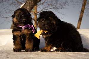 Щенки немецкой длинношерстной овчарки (8 фото из 9)