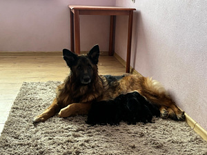 Щенки немецкой длинношерстной овчарки (8 фото из 10)