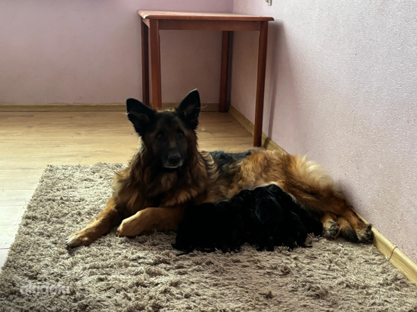 Vācu garspalvainais aitu kucēni