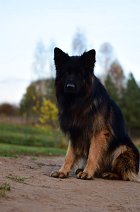 Щенки немецкой длинношерстной овчарки (10 фото из 10)