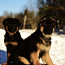 Ilgaplaukiai vokiečių aviganio šuniukai (nuotrauka #3)