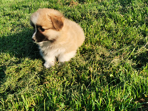 Welsh Corgi Pembroke (2 foto / 5)