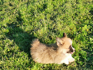 Welsh Corgi Pembroke (4 foto / 5)