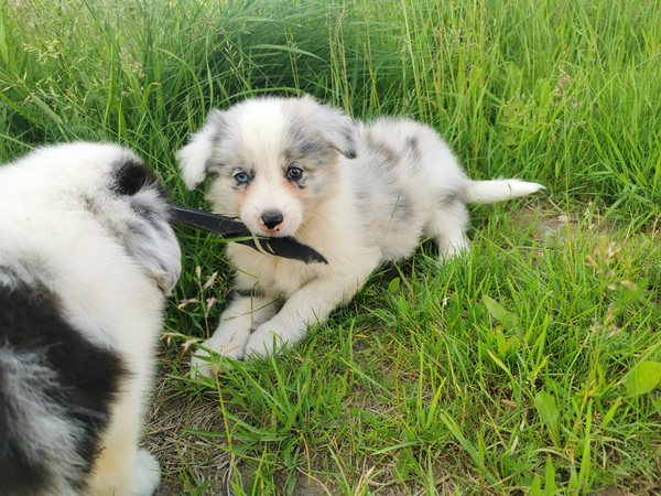Bordercollie kutsikad