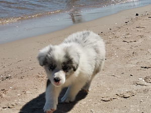 Bordercollie kutsikad (6 foto / 7)