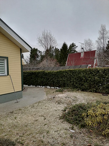 Erineva keerukusega puude saagimine ja eemaldamine (3 foto / 6)