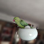 Ожереловый попугай - зеленый (фото #1)
