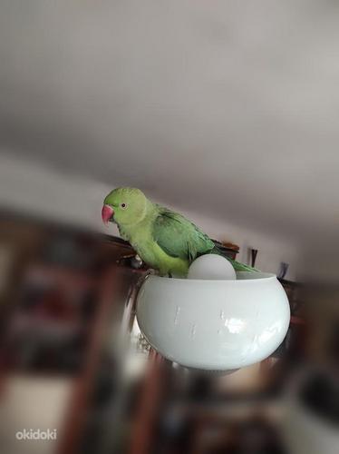 Ожереловый попугай - зеленый (фото #1)