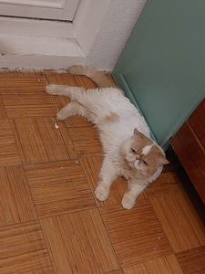 Котик в добрые руки (3 фото из 3)