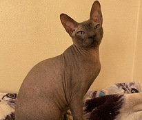 Sphynx