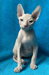 Sphynx