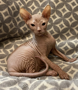 Sphynx