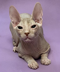 Donskoy sphynx (3 valokuva sivusta 5)