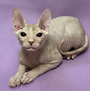 Donskoy sphynx (4 valokuva sivusta 5)