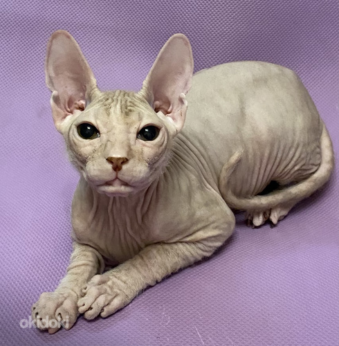 Donskoy sphynx