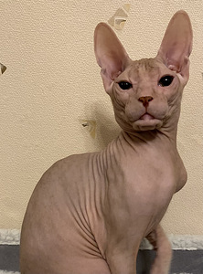 Donskoy sphynx (1 valokuva sivusta 3)