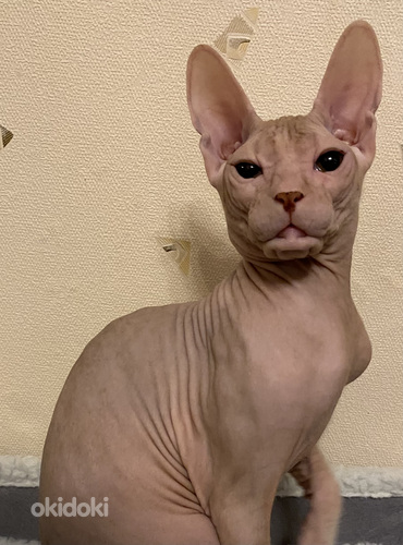 Donskoy sphynx