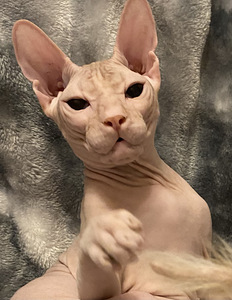 Donskoy sphynx (2 valokuva sivusta 5)