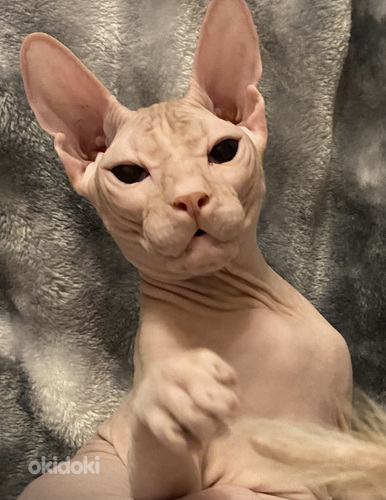 Donskoy sphynx