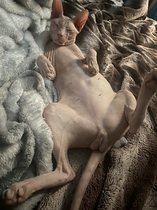 Donskoy sphynx (1 valokuva sivusta 5)