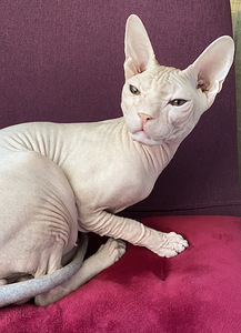 Donskoy sphynx (4 valokuva sivusta 4)