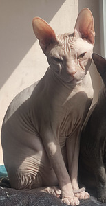 Donskoy sphynx (3 valokuva sivusta 3)