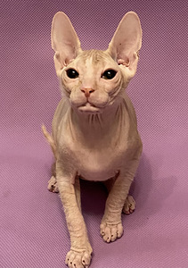 Sphynx (1 valokuva sivusta 3)