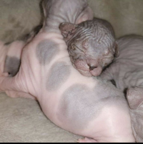 Donskoy sphynx