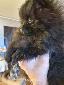 Pomeranian spitsi tüdruk. Värvus must ja must Kõik vaktsineerimised (2 foto / 4)
