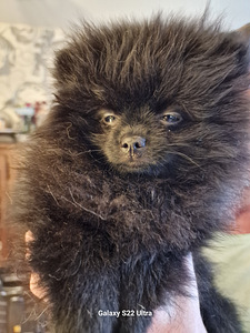 Pomeranian spitsi tüdruk. Värvus must ja must Kõik vaktsineerimised (3 foto / 4)