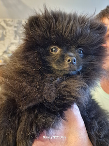 Pomeranian spitsi tüdruk. Värvus must ja must Kõik vaktsineerimised (4 foto / 4)