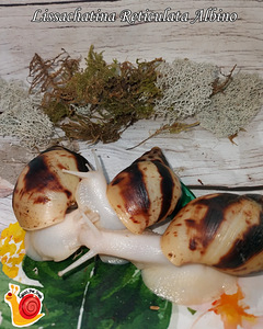 Teod Achatina Reticulata (2 foto / 6)