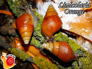 Limicolaria (2 foto no 2)