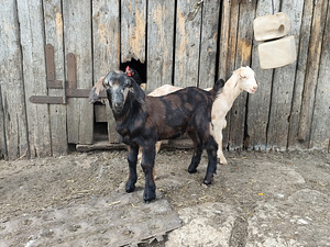 SIKK, SAANE/NUUBIA RISTAND (1 foto / 3)