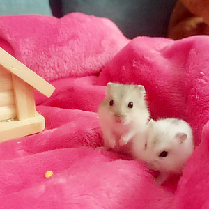 Armsad Dzungari hamstrikesed 3 nädalased, 6 tk (3 foto / 7)